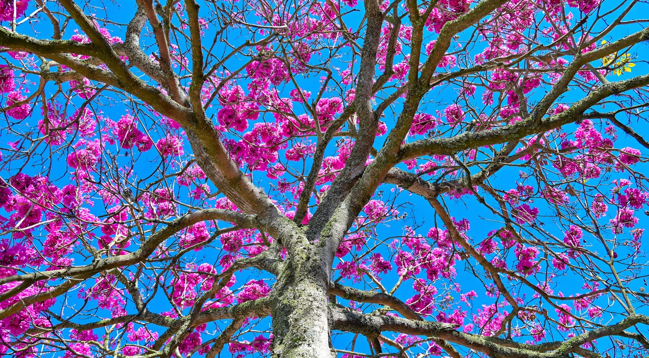 VÍDEO: florada de ipês transforma ruas de Itu em corredores cor-de-rosa
