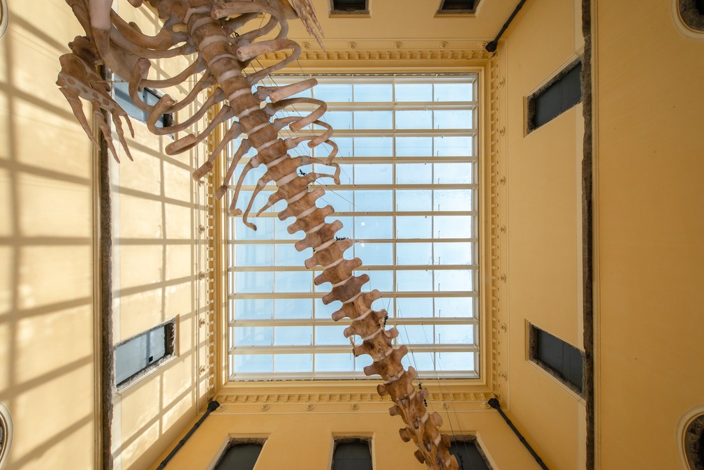 Esqueleto de três toneladas pende das novas claraboias do Museu Nacional — Foto: Reprodução