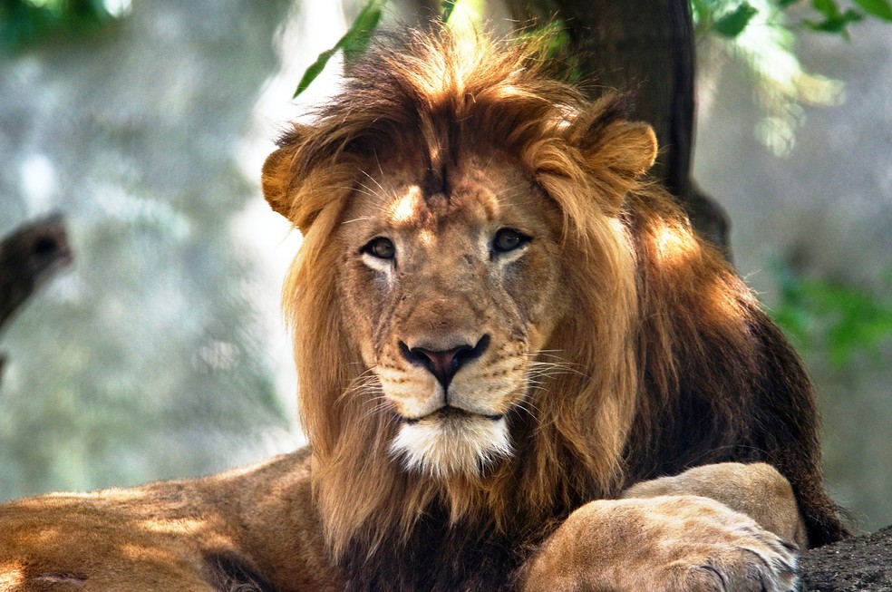 Leão ignora turistas e soca fofo em leoa em cima de jipe - JK