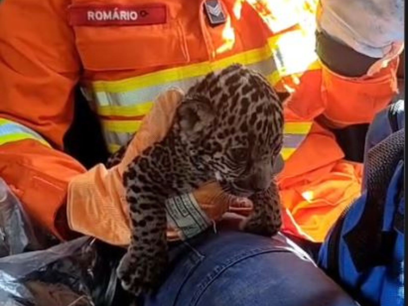 VÍDEO: Filhote de onça-pintada é resgatado por bombeiros em quintal de casa no Acre