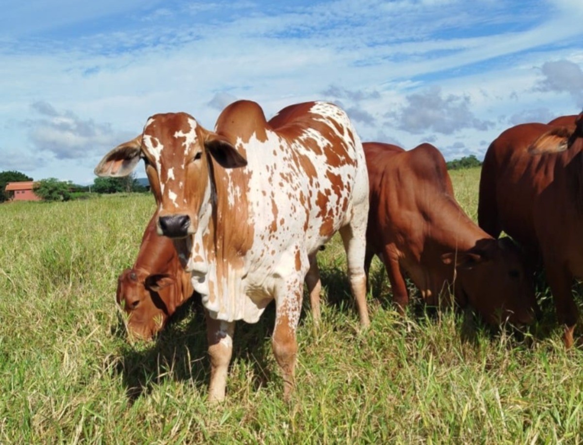 Grupo que invadiu fazenda e matou boi avaliado em R$ 200 mil para vender a carne é alvo da polícia no Norte de MG