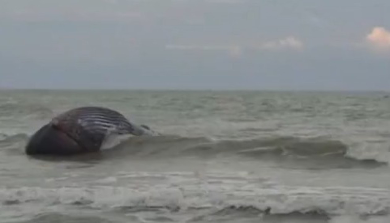 Duas baleias-jubarte são encontradas mortas em menos de uma semana na Bahia 