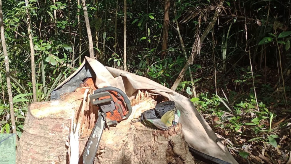 Operação identificou 20 pontos de desmatamento ilegal em reserva federal do Vale do Jari. — Foto: Polícia Civil/Divulgação