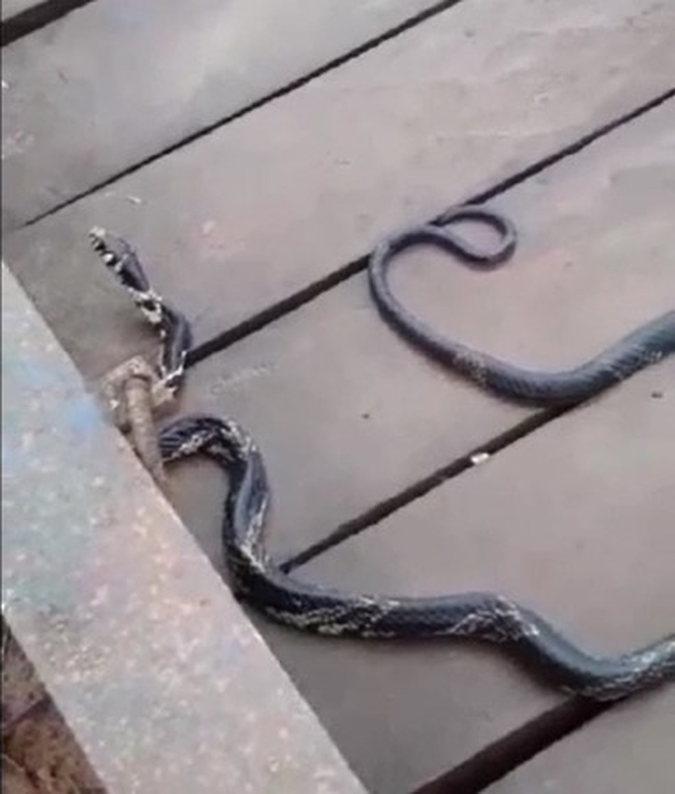 Cobra caninana foi encontrada em ponte de Brasiléia — Foto: Reprodução