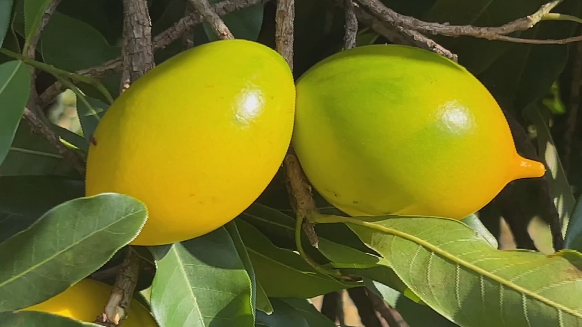Abiu tem polpa doce e suculenta