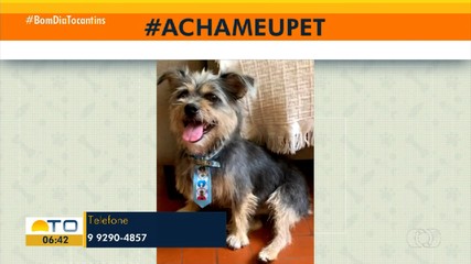 Acha Meu Pet: tutora de Araguaína procura por cachorro desparecido