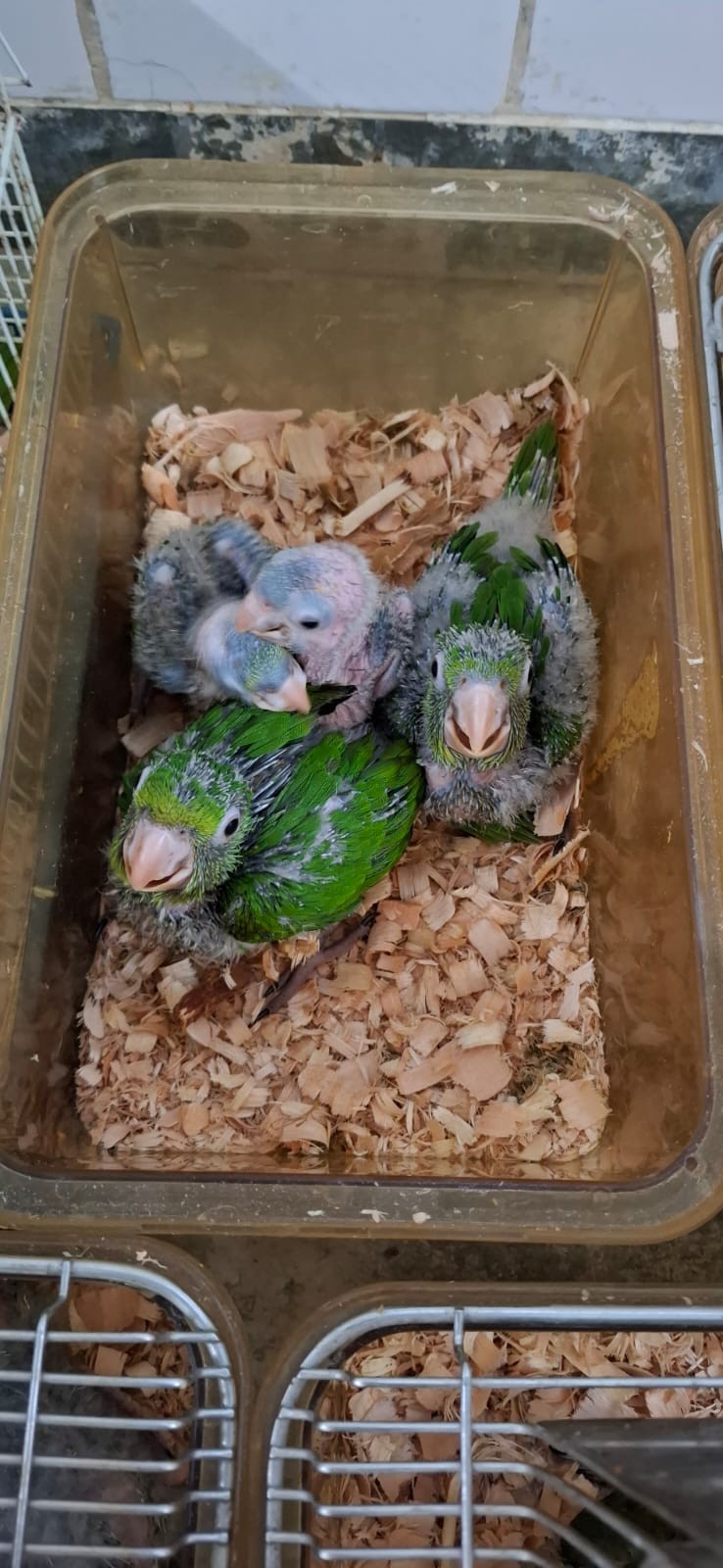 Zoológico de Volta Redonda devolve oito animais silvestres à natureza após reabilitação