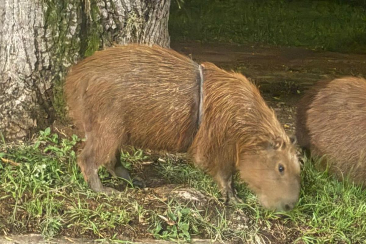 Capivara com 'arco' no tórax: saiba como funciona manejo para retirada segura de artefato preso a corpo de animal em Piracicaba