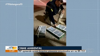 PRF apreende quase 200 pássaros em ônibus na BR-153