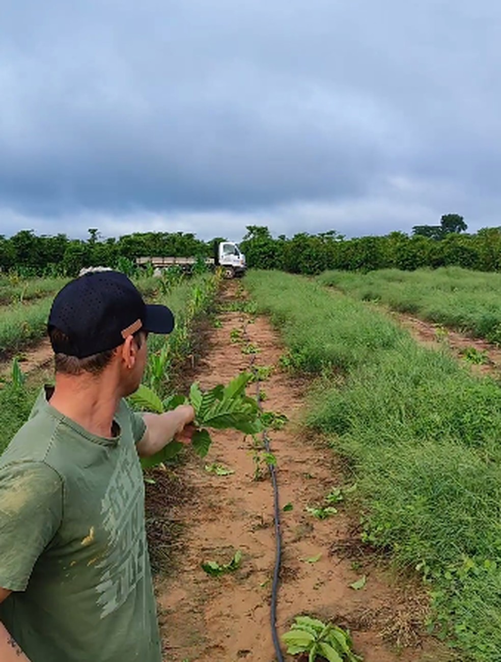 Cafeicultor premiado nacionalmente, tem sua lavoura destruída por vândalos em Novo Horizonte do Oeste — Foto: Reprodução/ Redes sociais