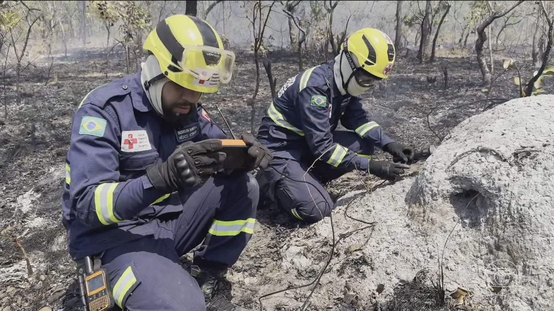 Biólogos e veterinários percorrem áreas destruídas pelo fogo para resgatar animais na Chapada dos Veadeiros