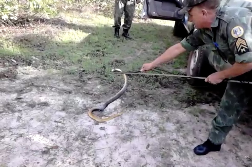 Cobra papa-pinto: veja o que fazer ao encontrar a serpente - NSC Total