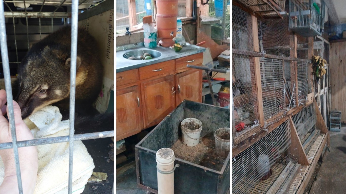 Zoológico clandestino com 655 animais em 'situação precária' é fechado em SC e donos são multados em R$ 1,2 milhão