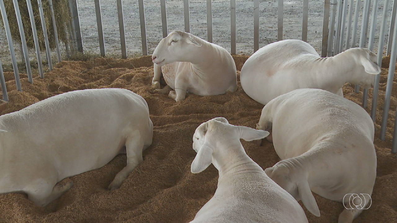 VÍDEOS: Jornal do Campo GO de domingo, 4 de maio de 2025