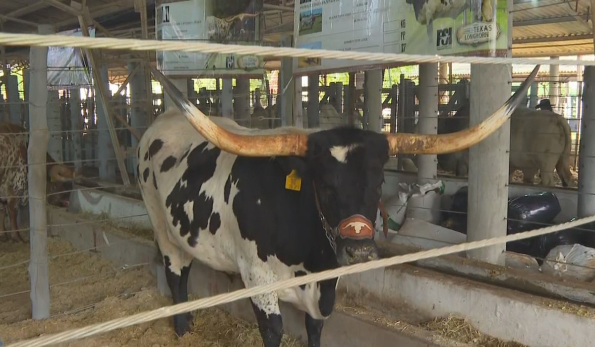 De churrasco com diferentes cortes a estreia de julgamento de animais rústicos: veja curiosidades da Feicorte em Presidente Prudente
