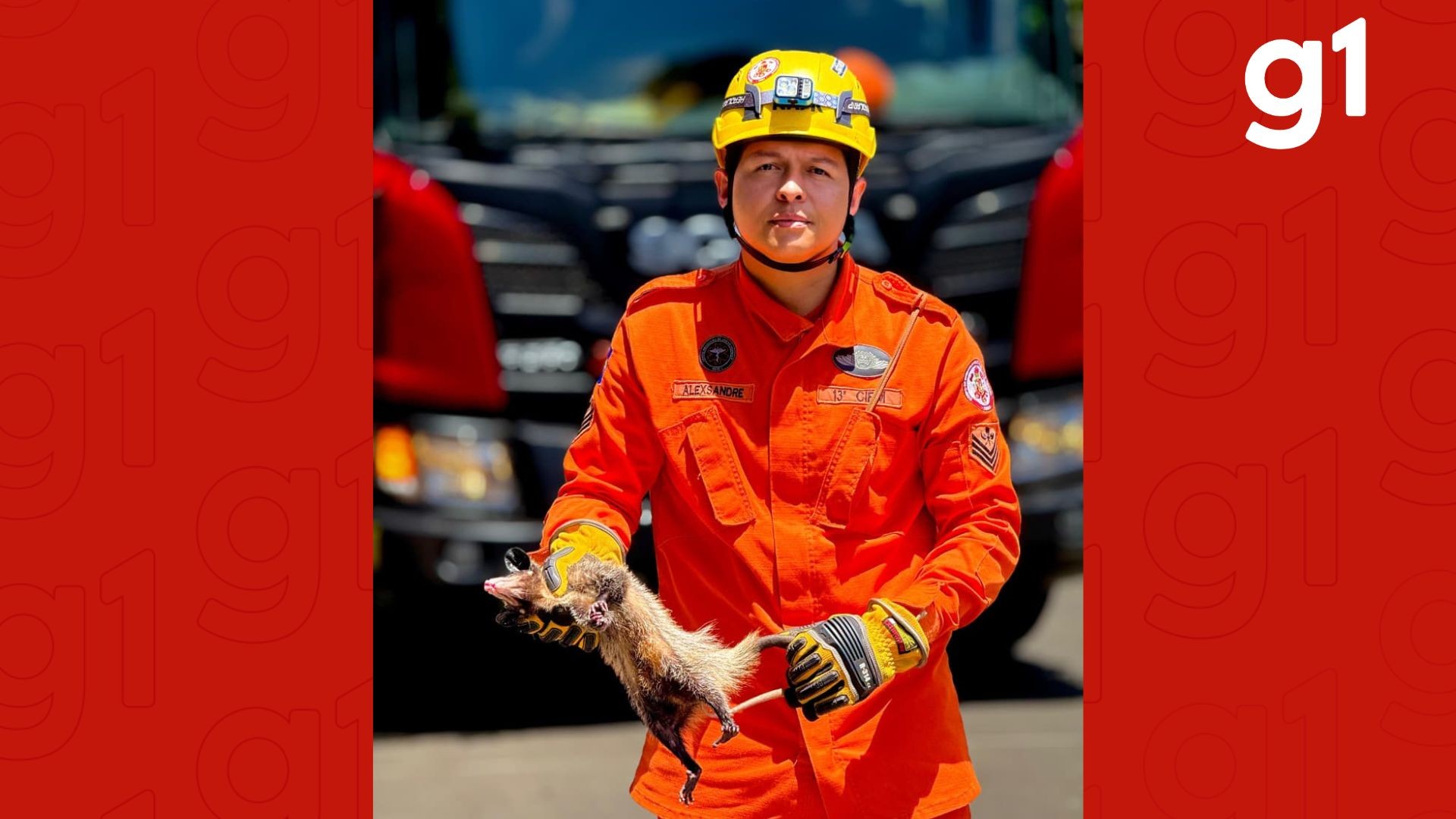 Gambá é resgatado de cima de poste de 10 metros de atura próximo a fiação e 'finge de morto' em MT