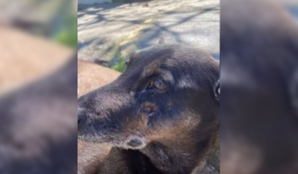 Polícia pede apreensão de passaporte de adolescente suspeito de agressões ao cão Orelha