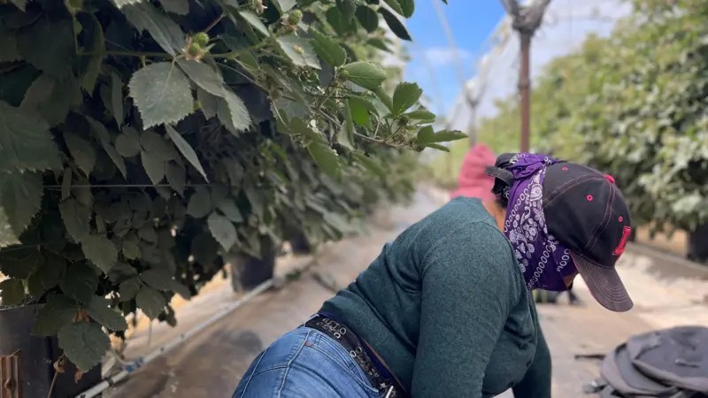 O medo dos imigrantes que se escondem de batidas de Trump na 'capital mundial do morango'