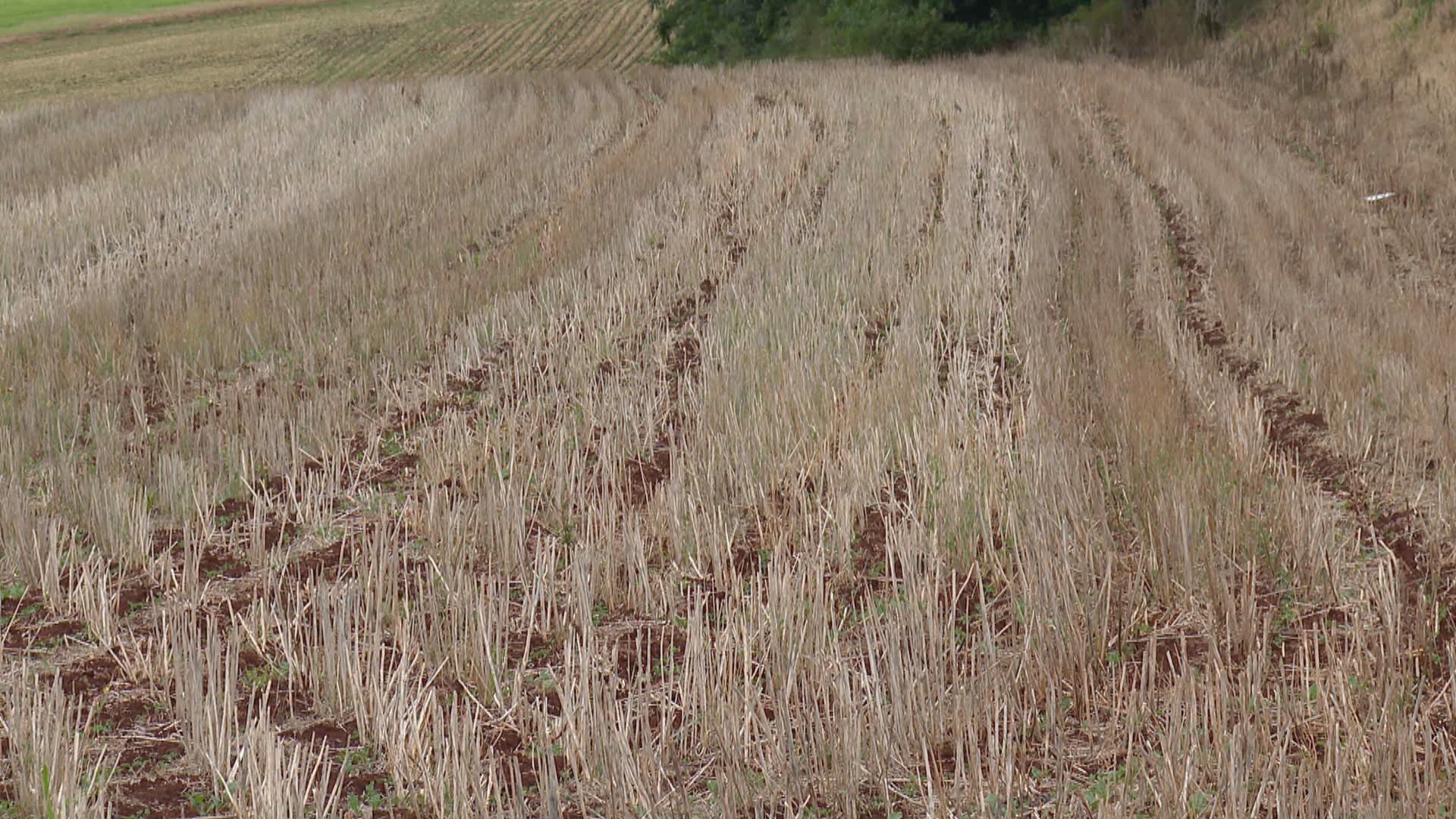Safra de canola deve bater recorde histórico no RS; entenda os fatores