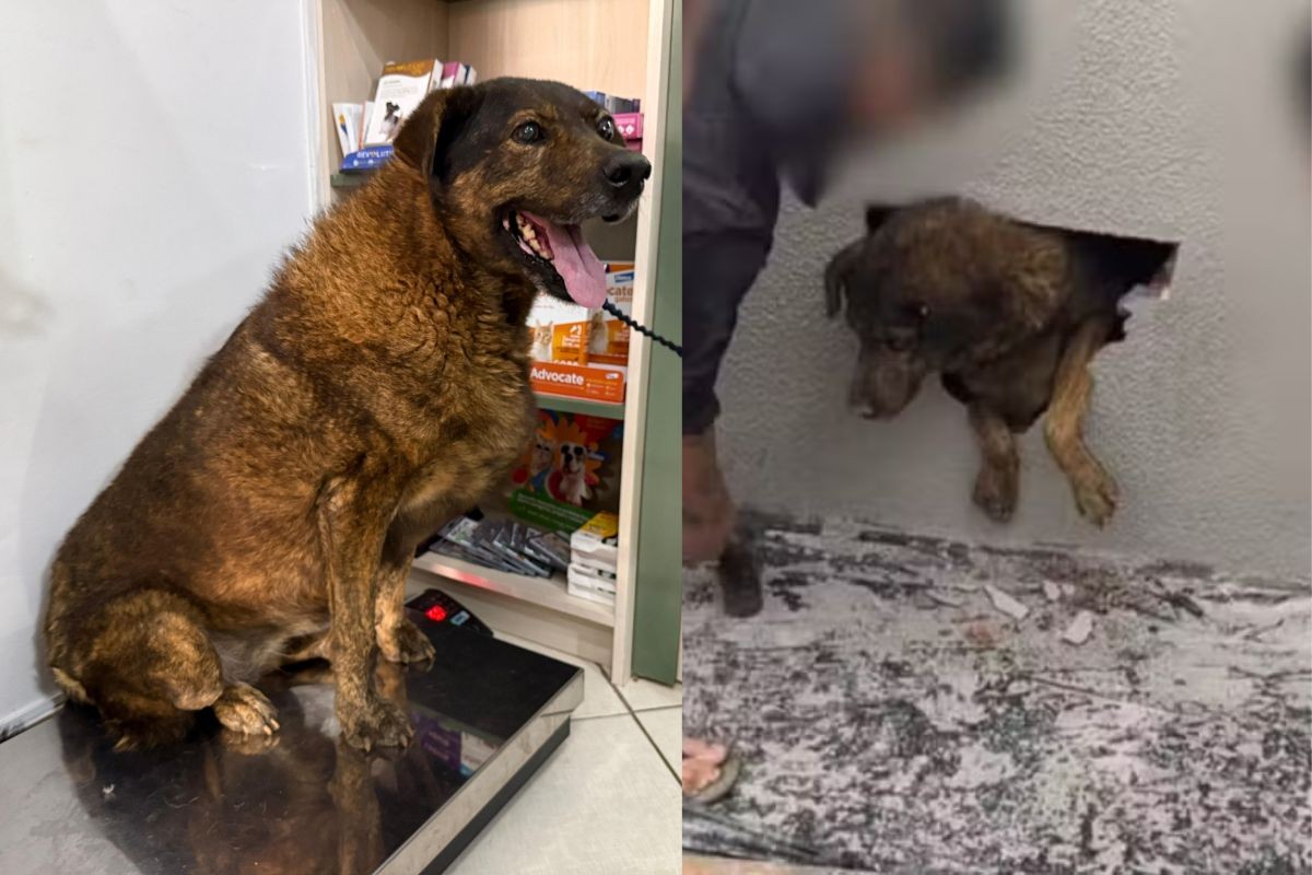 Cadela encontrada presa em parede concretada no Paraná é adotada e passa por avaliação veterinária: 'Todos os vizinhos vão querer paparicar'