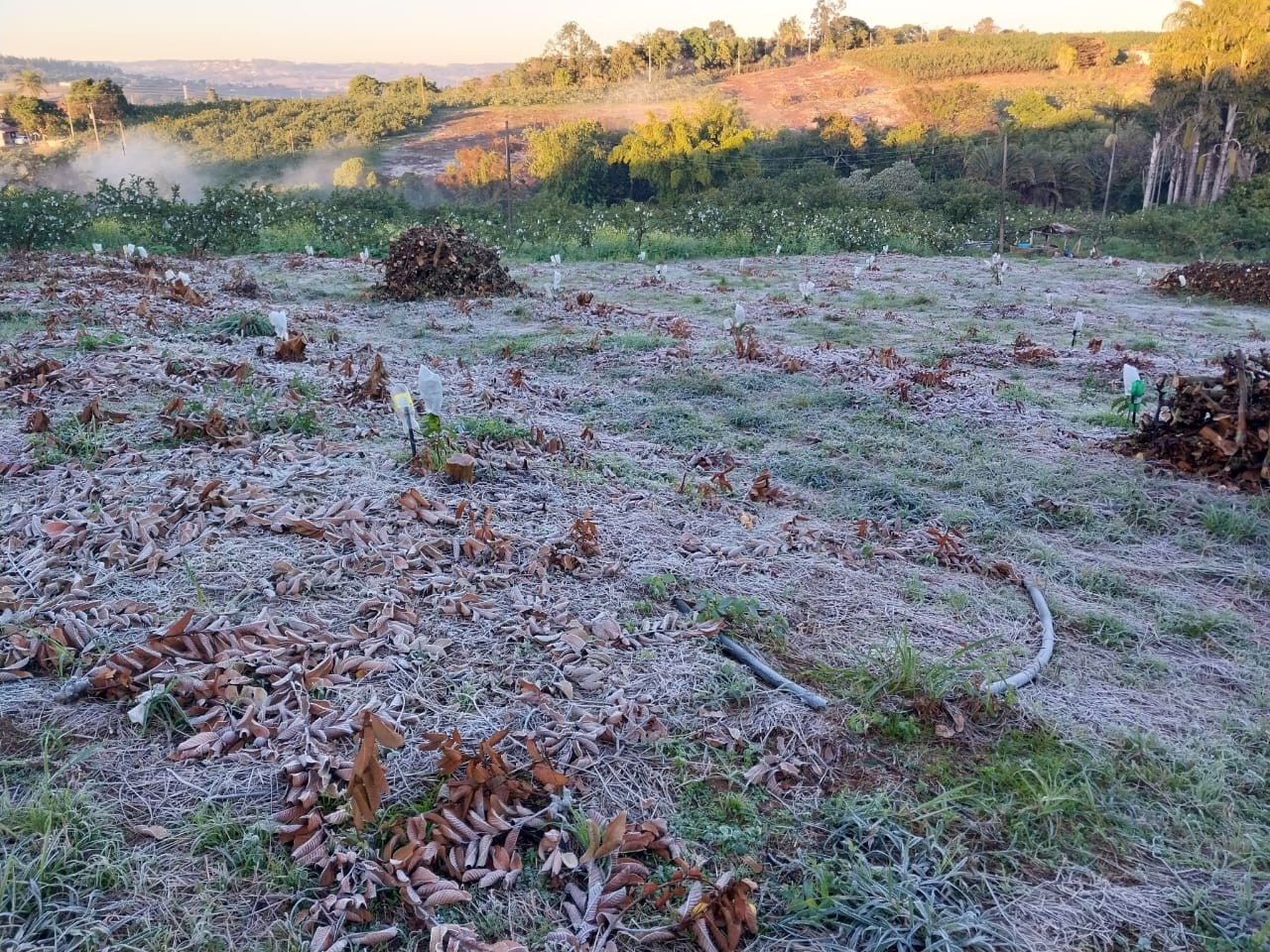 Com 4ºC, Campinas registra menor temperatura em quatro anos; veja fotos da geada na região