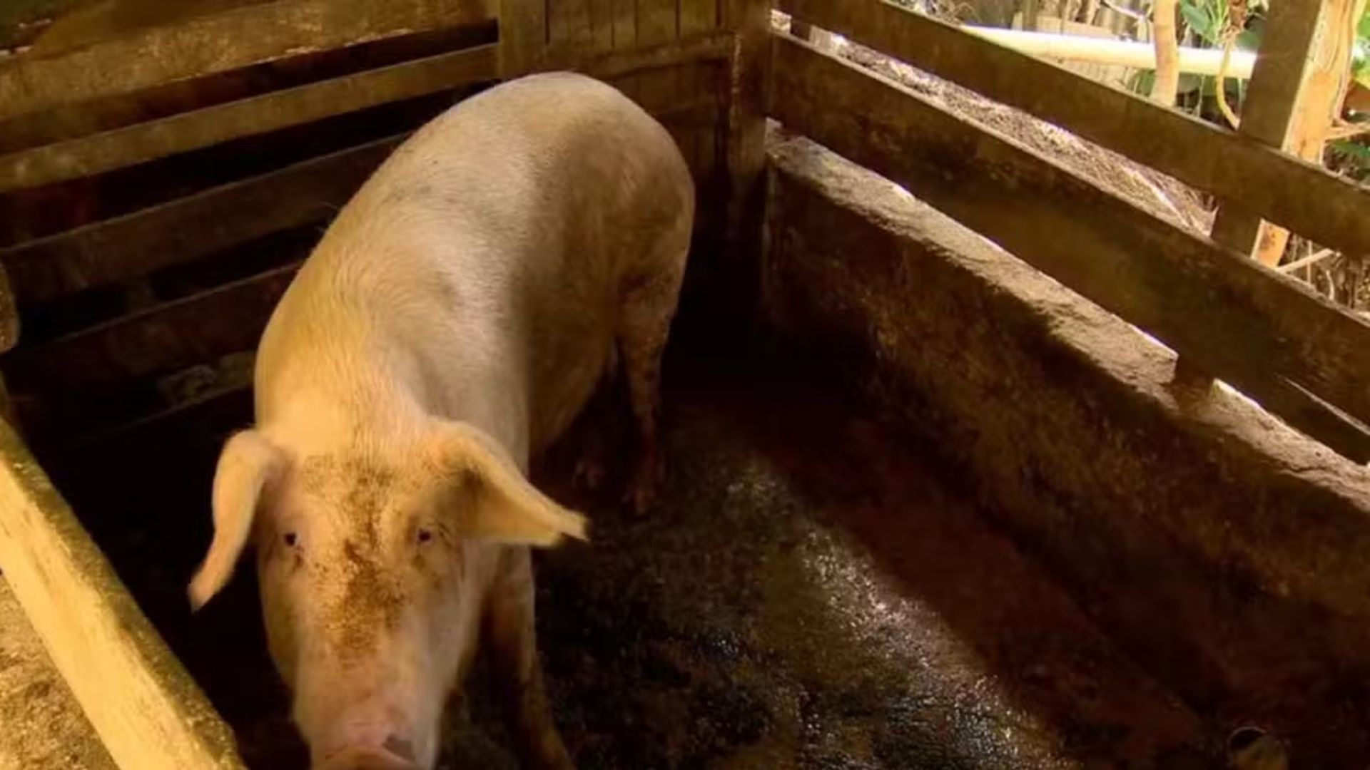 Livre de peste suína, Amapá quer liberar comércio de carne para outros estados e países