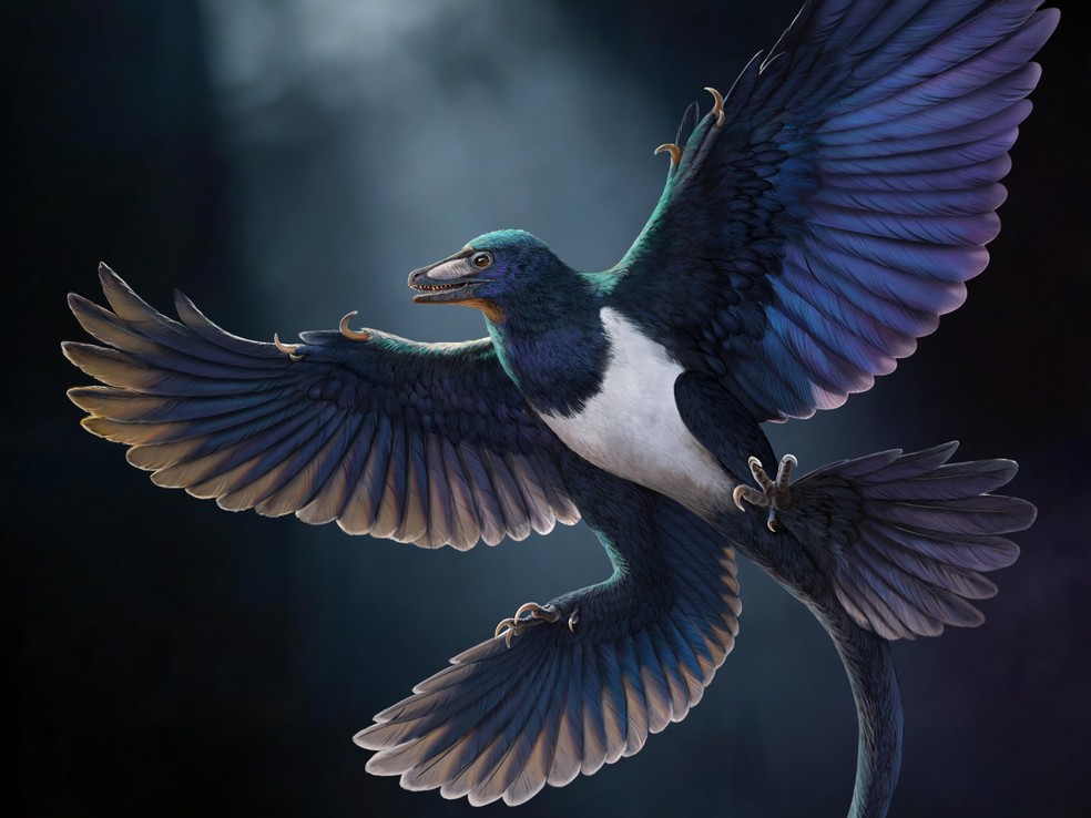 Novo dinossauro com penas é descoberto na China
