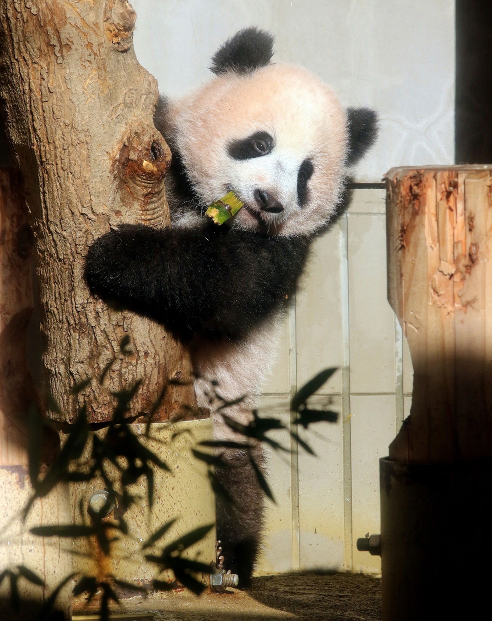 Bebê panda Xiang Xiang é apresentada no Japão | G1