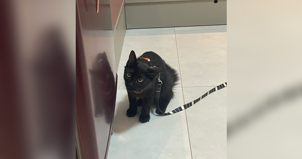 Barulho de sprays e odor de repelentes podem gerar estresse desnecessário para os gatos, conta a veterinária — Foto: Arquivo pessoal