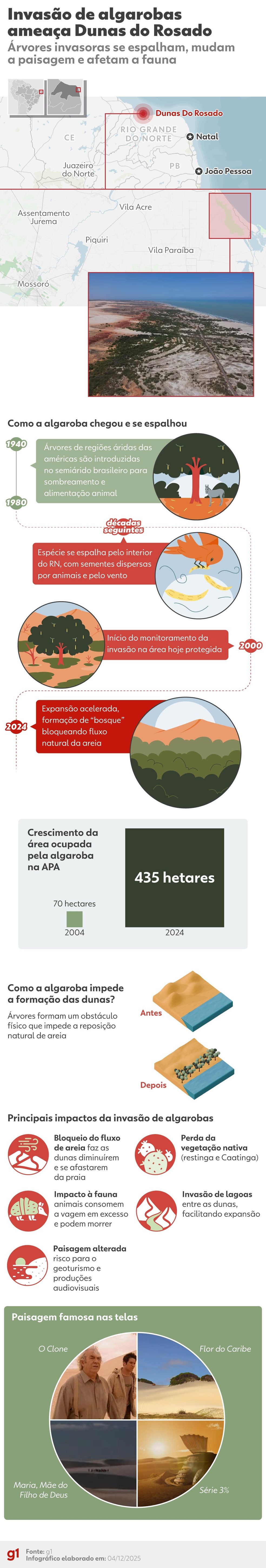 Infográfico - algarobas invadem Dunas do Rosado — Foto: Arte/g1
