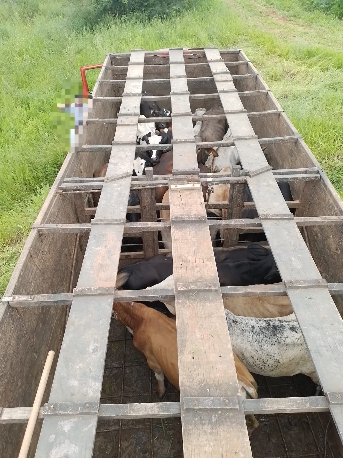 Após anunciarem venda de gado furtado, homens são presos em Bambuí