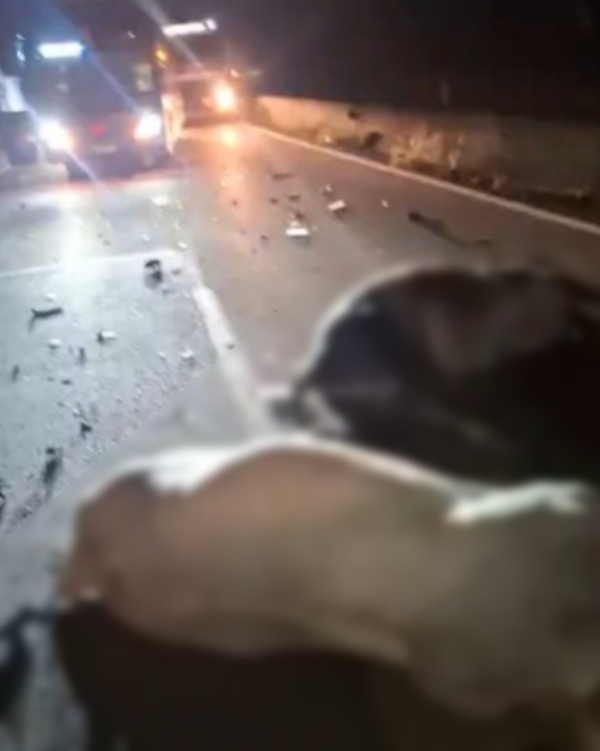 Três bois são atingidos por dois carros na Via Dutra, em Piraí