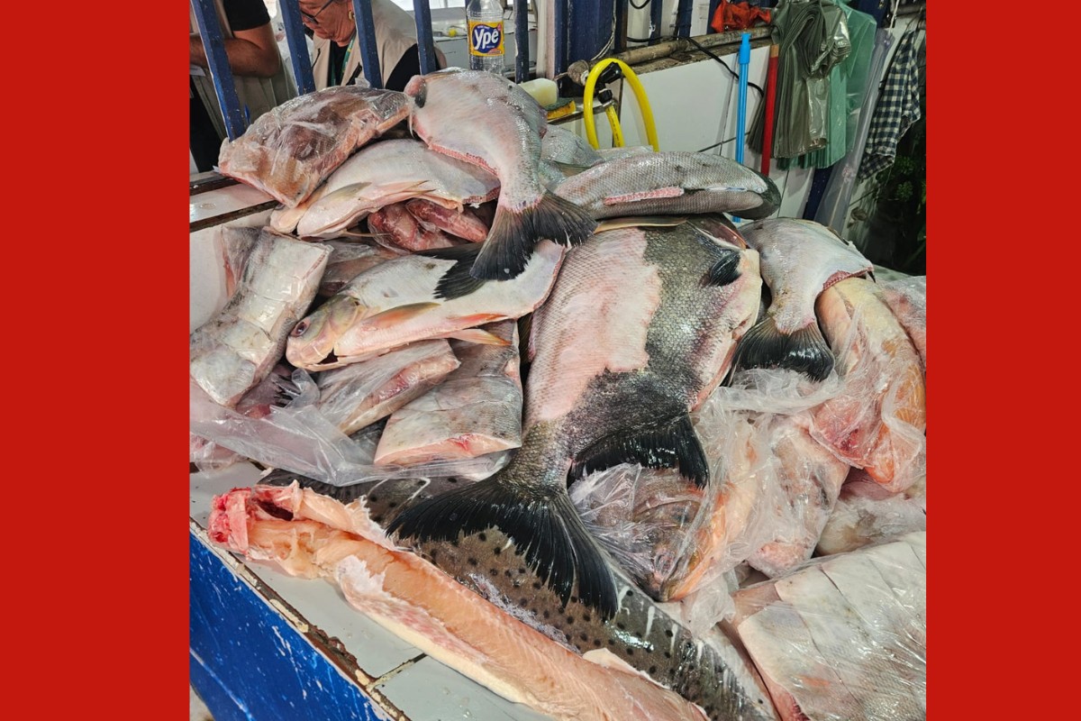 Dois comerciantes são presos e meia tonelada de peixes é apreendida em Cuiabá