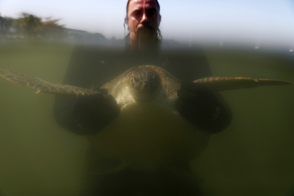 Gustavo Baila, oceanógrafo, segura uma tartaruga marinha — Foto: Pilar Olivares/Reuters