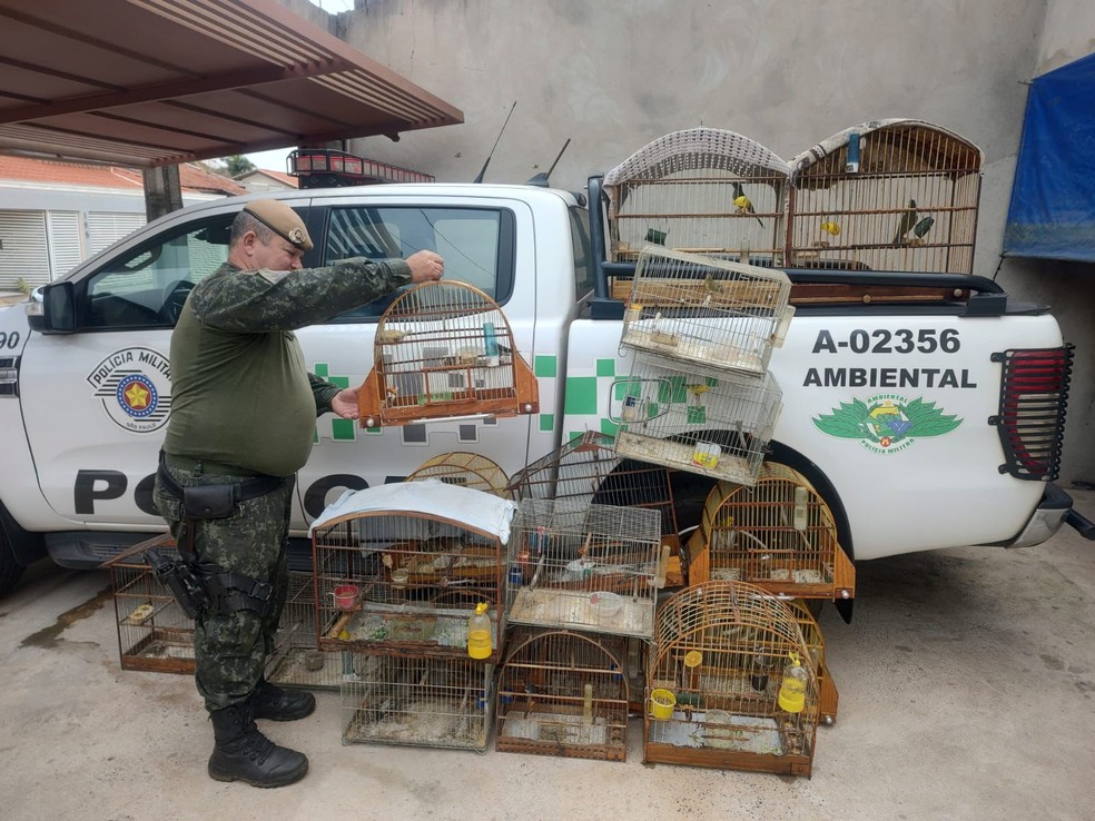 Idoso mantinha aves silvestres em cativeiro em Lucélia (SP) — Foto: Polícia Ambiental