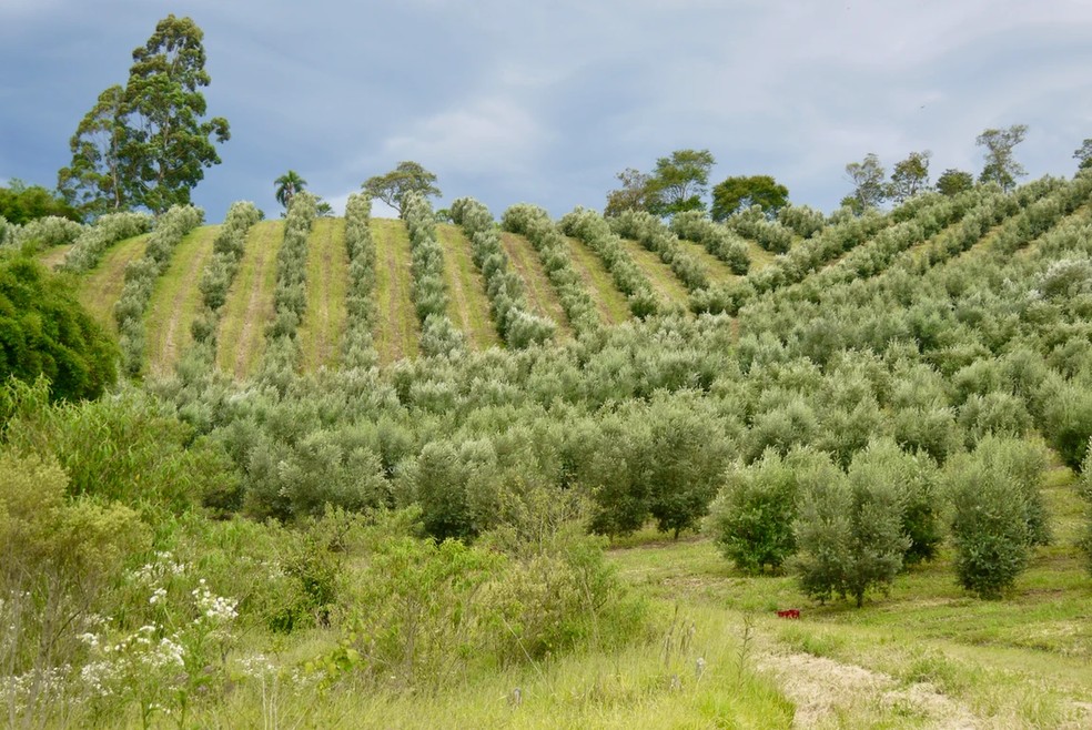Plantação de oliveiras
