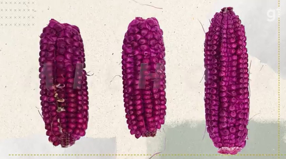 Milho roxo com genética modificada para alta tolerância a seca e calor — Foto: Reprodução / g1