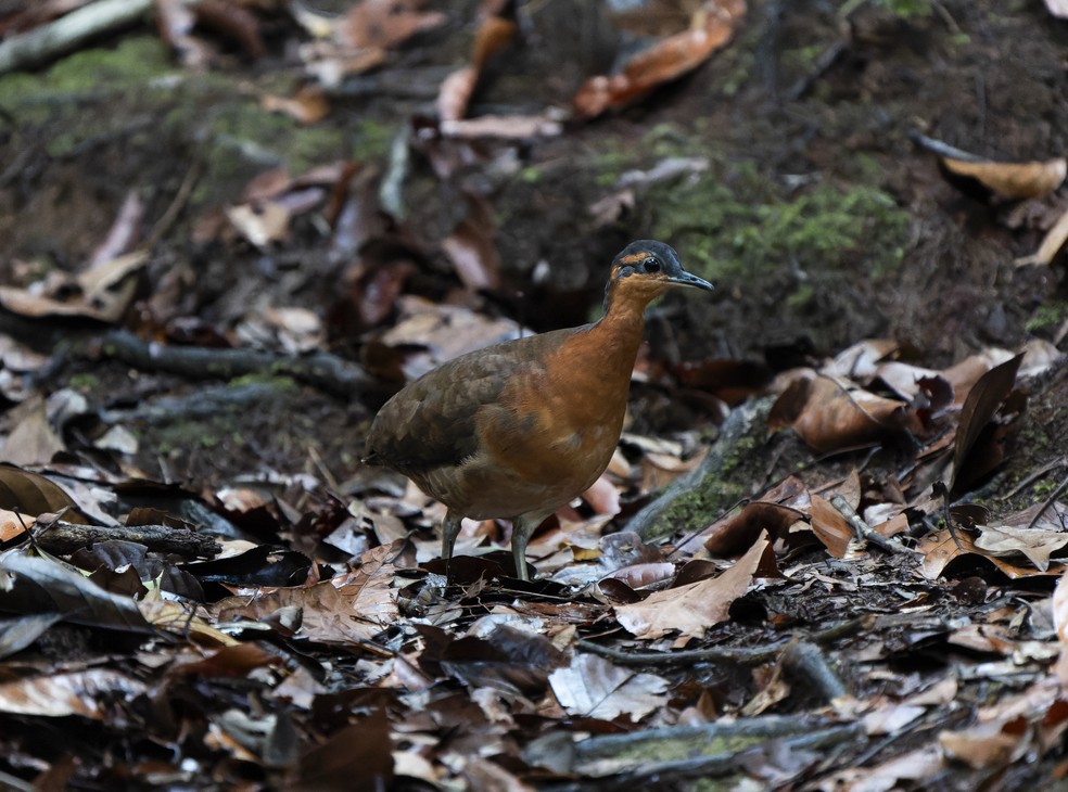 Nova espécie de ave foi batizada popularmente como sururina-da-serra (Slaty-masked Tinamou) — Foto: Luis Morais