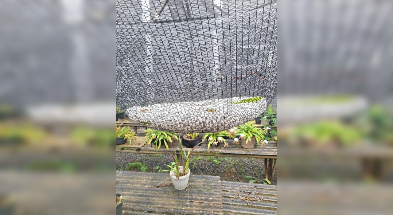 VÍDEO: chuva de granizo e ventos fortes causam queda de árvores e danificam casas em Piedade