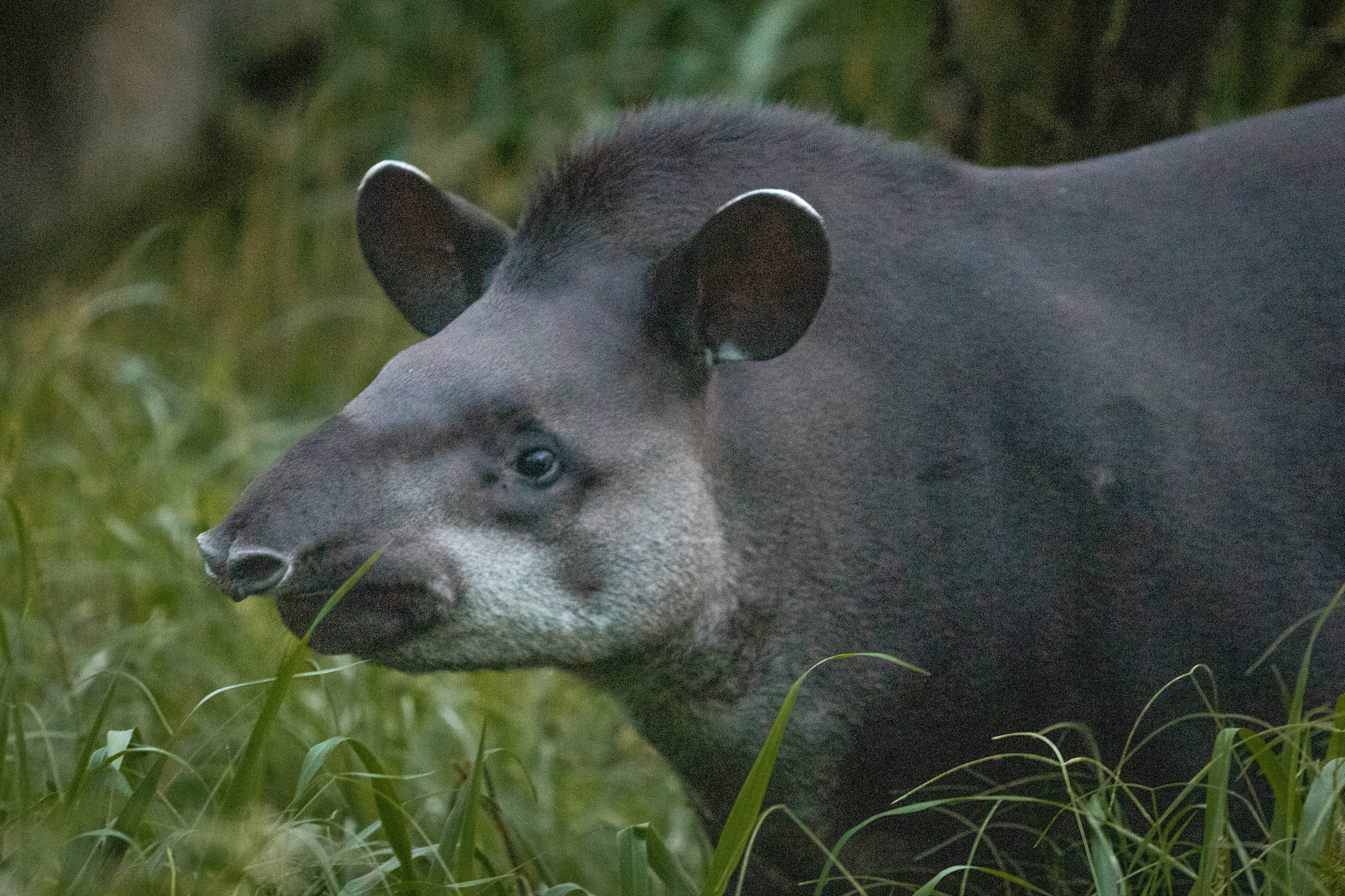Guia inédito reúne orientações para reduzir conflitos entre pessoas e antas na Serra do Mar