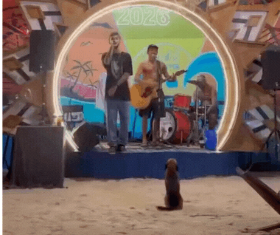 Alerta de fofura: Cão rouba a cena ao abanar a cauda enquanto acompanha show de banda em SC; VÍDEO
