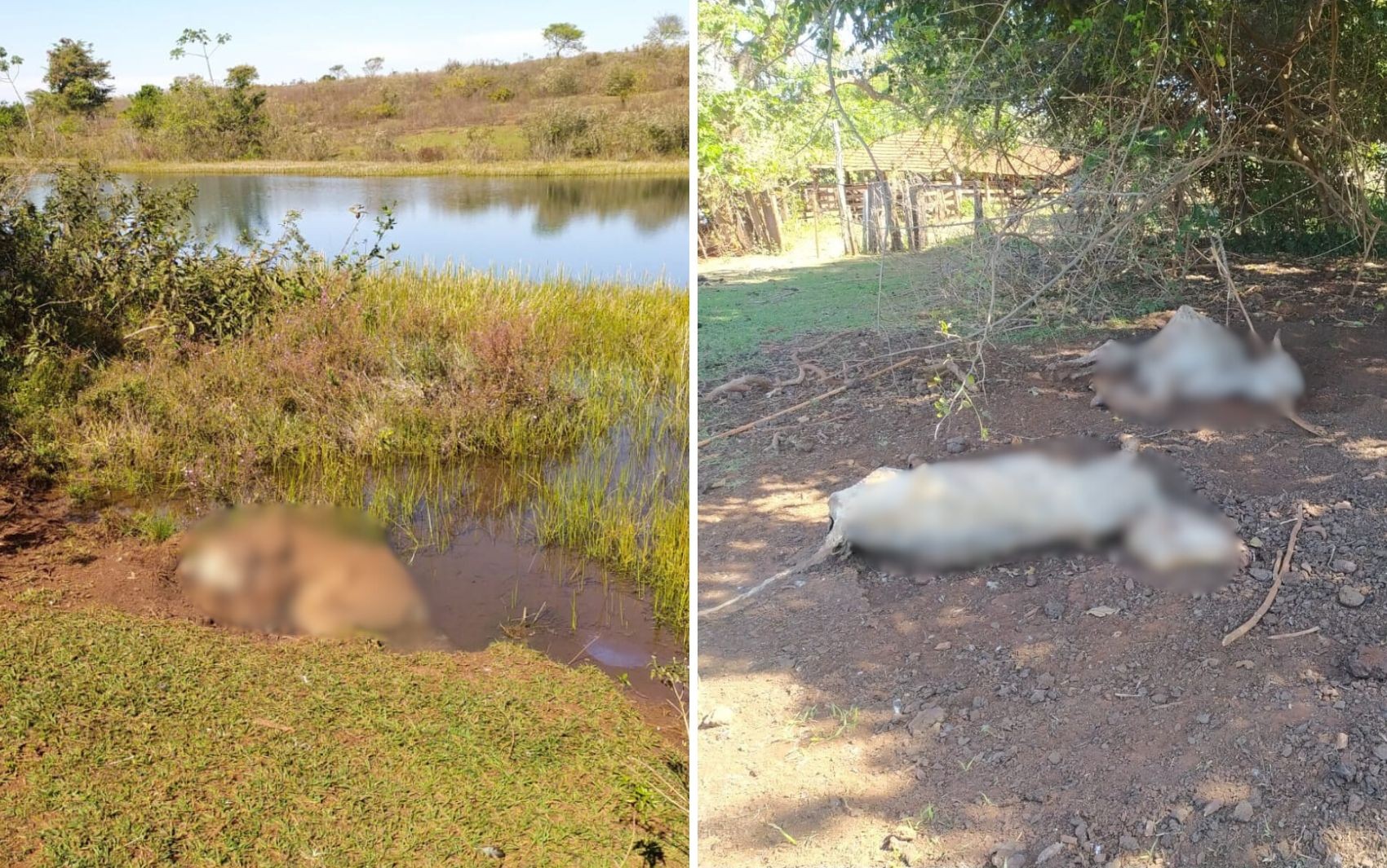 Pecuarista é indiciada pela morte de mais de 100 cabeças de gado e abandono de mais de 200 animais 