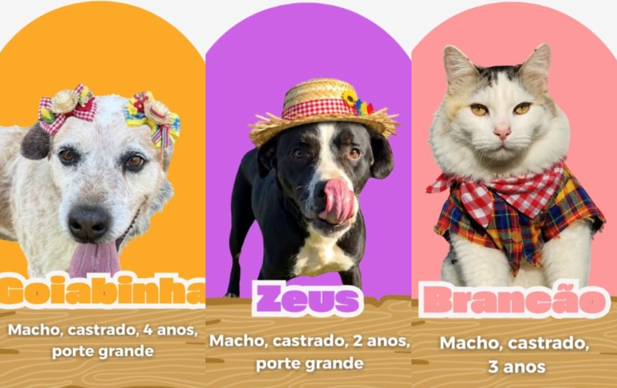 ‘ArraiAU’: campanha inspirada nas festas juninas incentiva adoção de cães e gatos no interior de SP