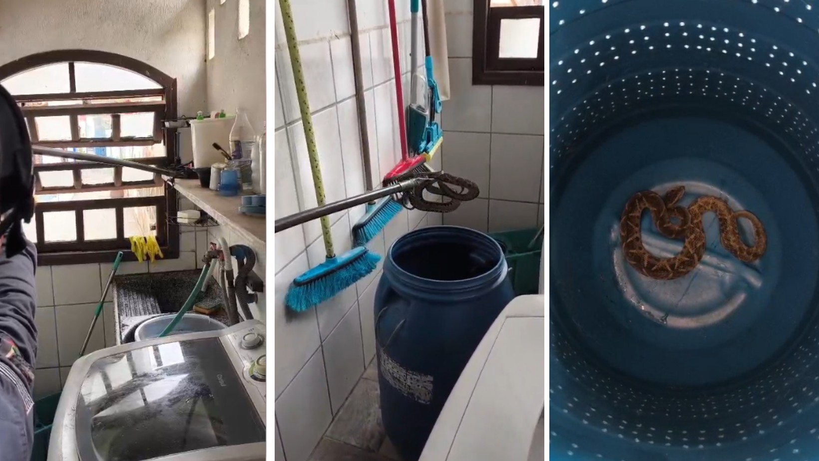 Cobra jararaca é encontrada dentro de lavanderia de casa e capturada pelos bombeiros no Litoral Norte de SP