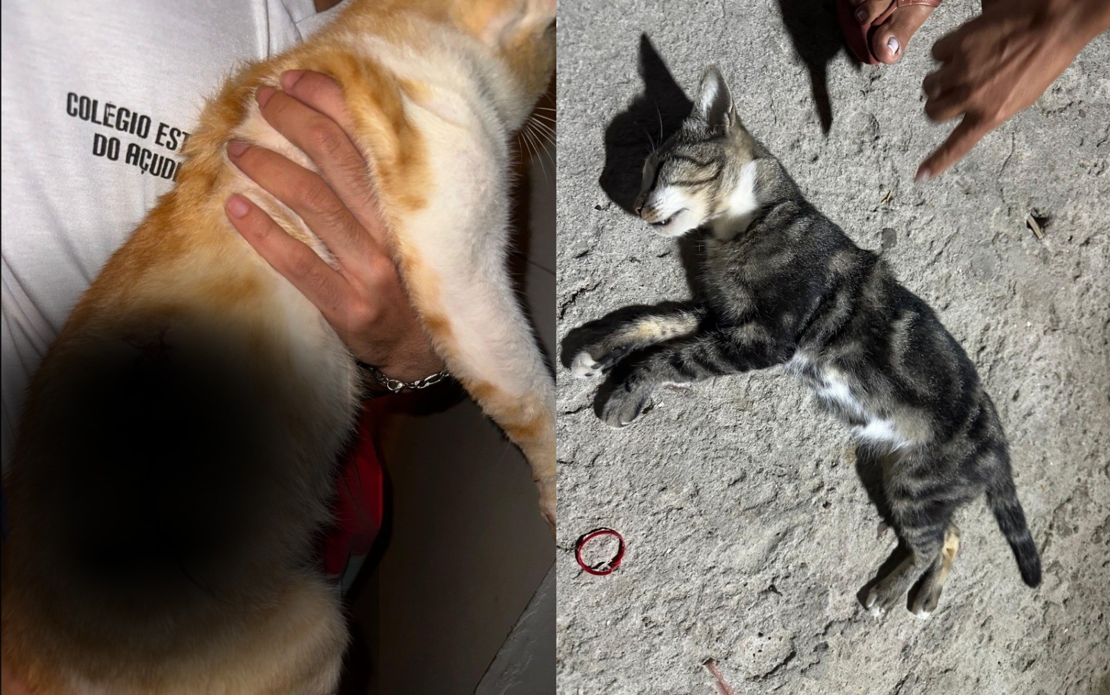 Gato morre e outro fica ferido após ataque a tiros na Bahia