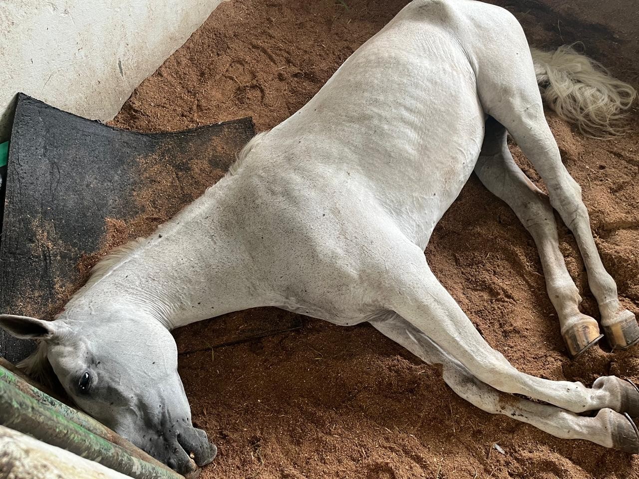 Laudo revela a causa da morte de mais de 20 cavalos em haras no Amazonas