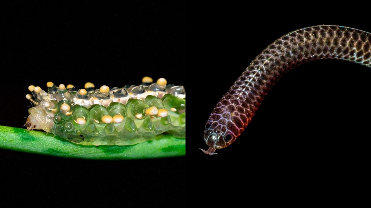 Veja cinco animais curiosos registrados no bioma Amazônia, no Amapá