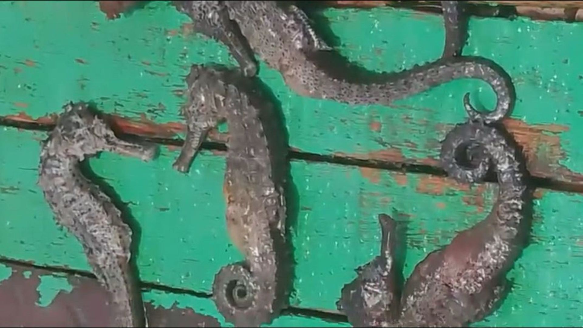 Morte de cavalos-marinhos em Ipojuca preocupa pescadores e ativistas ambientais; MPF investiga relação com obra do Porto de Suape