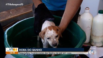 Especialista dá dicas de como banhar pets da forma correta