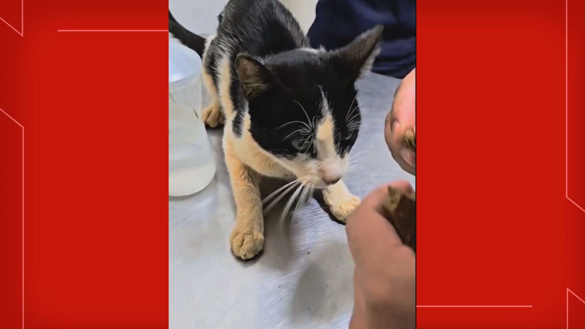 VÍDEO: Gato é pendurado pelo pescoço em muro de casa no DF